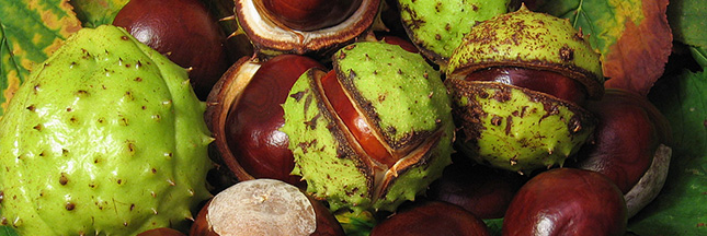 Difference Entre Intrait Et Extrait De Marron D Inde
