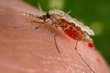 Anti-moustiques15
