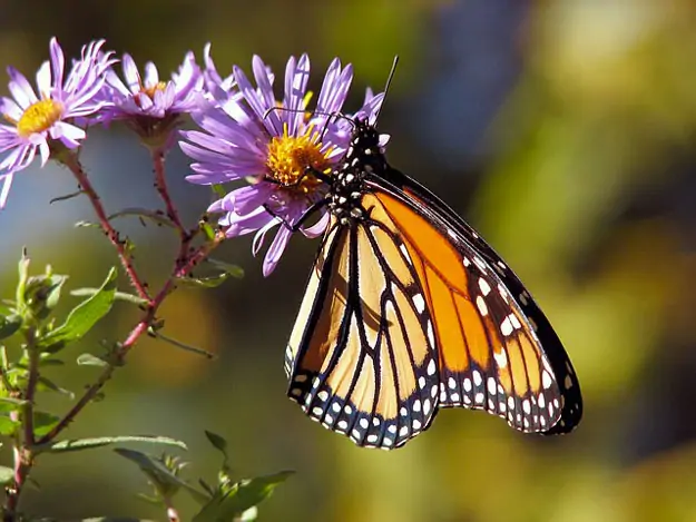 Faites de votre jardin un paradis pour les papillons avec leurs plantes préférées Jardin-fleurs-papillons.jpg