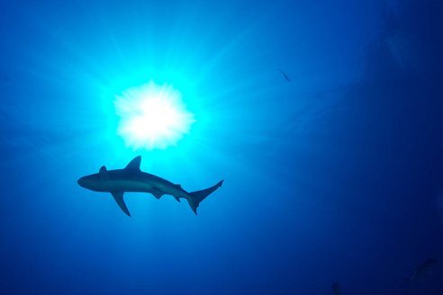 10 animaux qui tuent bien plus que les requins