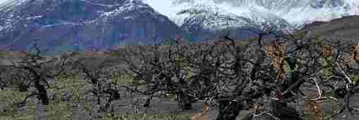 Quand la Patagonie lutte contre la déforestation