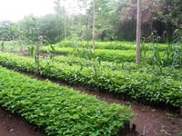 tree nation : nouvelle plantation au nicaragua