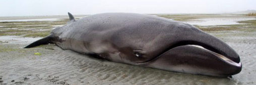 La baleine pygmée se démarque : c’est un « fossile vivant » !