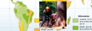Amazonie : la déforestation ralentit nettement
