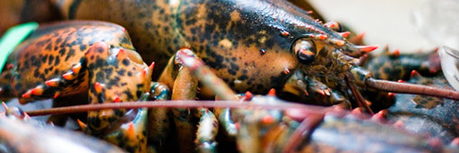 Des homards d’élevage pour repeupler l’océan