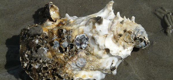 huitre-mollusque-crustace-reveillon-alimentation-05