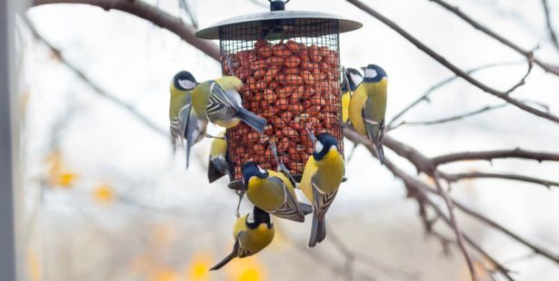 nourrir les oiseaux, mangeoire à oiseaux