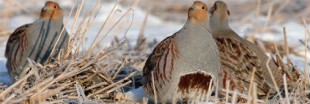 Biodiversité, perdrix et tourterelles en danger