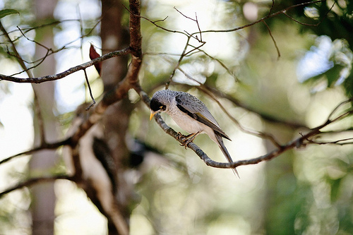 animaux-02-fiona-harding