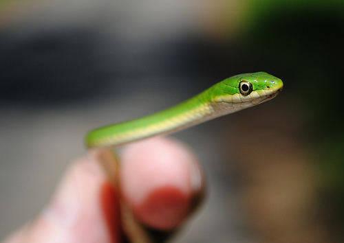 animaux-03-Rough-Green-Snake-Opheodrys-aestivus-Jesse-H-Jones-Park-Nature-Center-Humble-Texas_Patrick-Feller