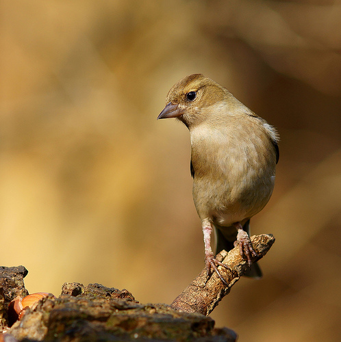 animaux-04-Alverstone-Mead-Nature-Reserve-sandown-isle-of-wight_Peter-Trimming