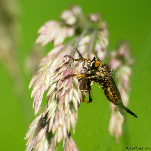 animaux-06-mouche-de-foret-st-jean-picardie_Philippe-Rouzet