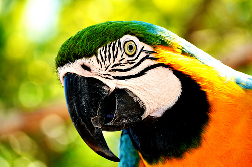 animaux-07-arara-de-barriga-amarela_ipamena-rio-de-janeiro-bresil_digo-souza