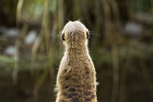 animaux-08-meerkat-singapour_WenWei-Sum