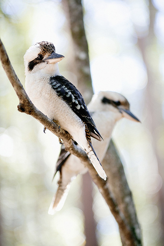 animaux-09-kookaburra_Sunshine-Coast-Nature_fiona-harding