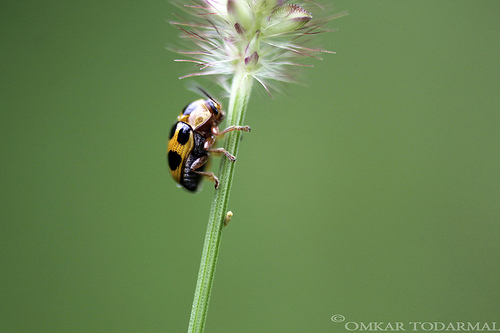 animaux-11_omkar-todarmal