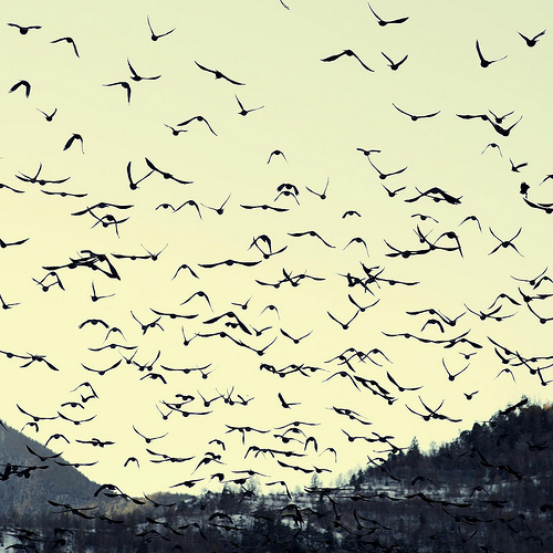 animaux-12-st-pierre-valle-d-aosta_enki22