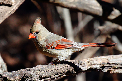 animaux-14-cardinal-female-Soldier-Creek-Nature-Trail_Midwest-City_Oklahoma_tom-smith