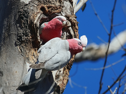 animaux-15-Galah-Eolophus-roseicapillus-Mulligans-Flat-Nature-Reserve_Canberra-Australia_david-cook