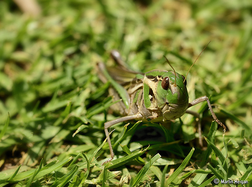 animaux-17-grasshopper-afrique-sud_martin-heigan