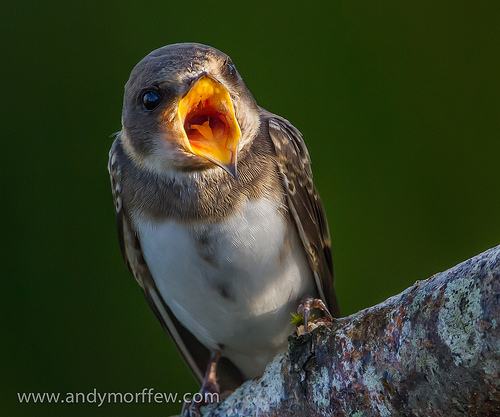 animaux-18-Blashford-Lakes-Nature-Reserve_Hampshire_andy-morffew