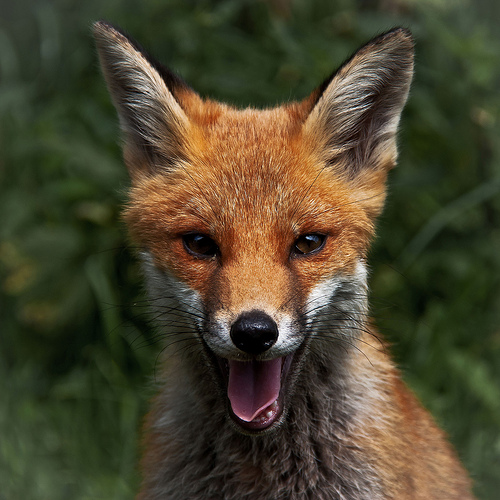 animaux-19-renard-Shapwick-Nature-Reserve-near-glastonbury_mark-robinson