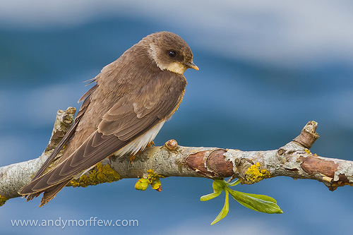 animaux-20-ashford_Lakes-Nature-Reserve_Hampshire_Goosander-Hide_blashford-gb_andy-morffew