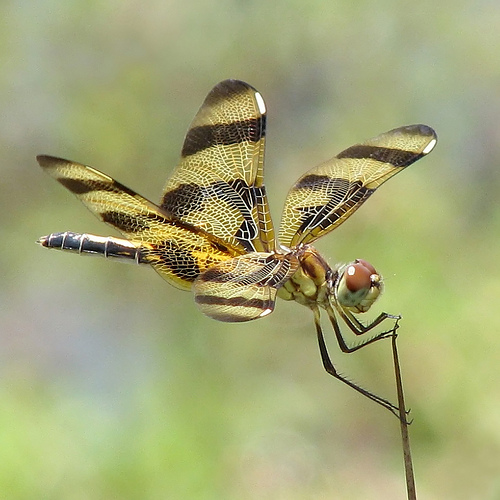 animaux-21-female-Halloween-Pennant_georgie-usa_vicki-DeLoach