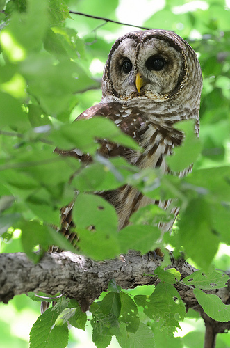 animaux-22-Barred-owl_Jemison-Park-Nature-Trail_Mountain-Brook_Alabama_ralph-daily