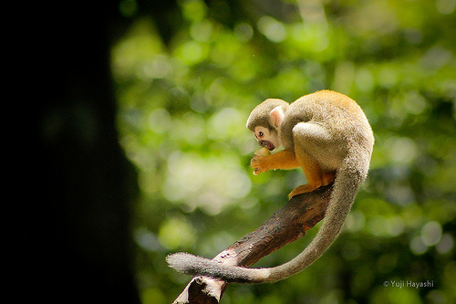 animaux-25-Bosque-Rodrigues-Alves_Belém_Brazil_Yuji-Hayashi