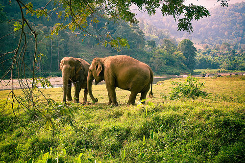 animaux-29-thailande_angela-rutherford