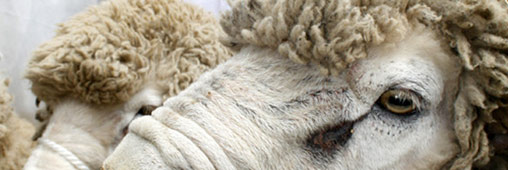 La laine de mouton : isolation écolo et performante