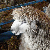 mouton-laine