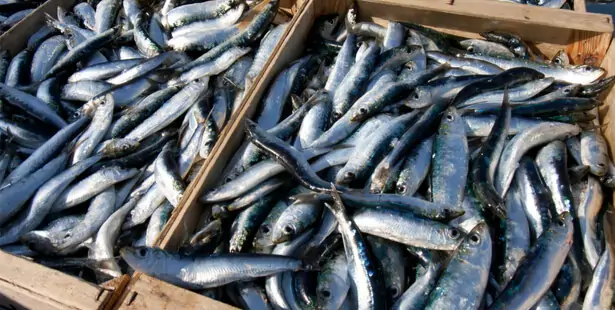 La sardine, idéale pour faire le plein de vitamine D ! Sardines-caisse-peche_shutterstock_72986926.jpg