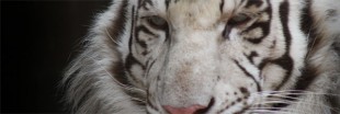 Sergueï Bereznuk se bat pour les derniers tigres de Sibérie