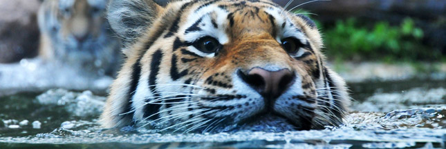 tigre-animal-menacé-biodiversité-en-danger