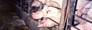 États-Unis : les films d'animaux torturés sont un crime