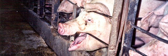 États-Unis : les films d’animaux torturés sont un crime