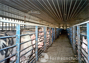 elevage-intensif-cochons