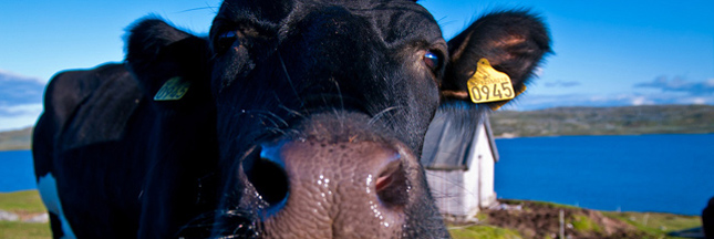 Retour des farines animales dans l’élevage