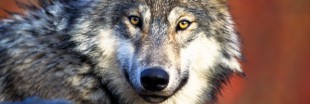 80 % des Français favorables aux loups 80 % des Français favorables aux loups