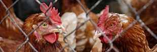 Monoprix refuse les oeufs de poules en cage : nous aussi !