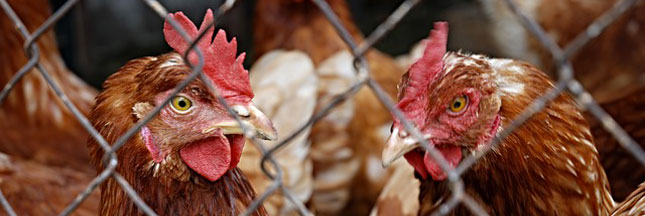 Monoprix refuse les oeufs de poules en cage : nous aussi !