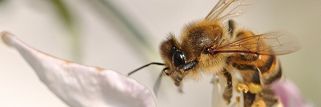 Une ruche dans la ville contre la mort des abeilles