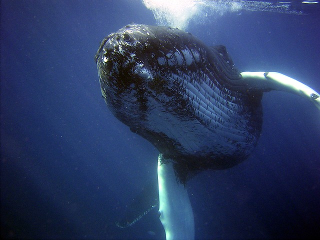 baleine-rorqual