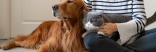 Anti-puces et anti-parasites naturels pour chiens et chats