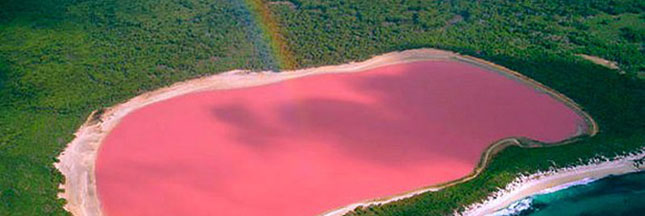 lac rose