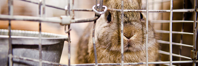 Souffrance animale : le lapin français se rebiffe