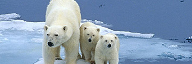 Faut-il interdire la chasse à l'ours polaire ?