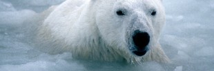 L'ours blanc voit la vie en noir (2)
